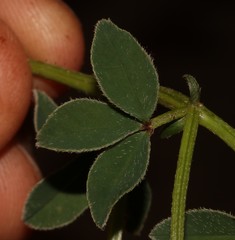 Indigofera discolor