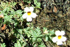 Jamesbrittenia pristisepala