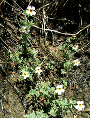 Jamesbrittenia pristisepala