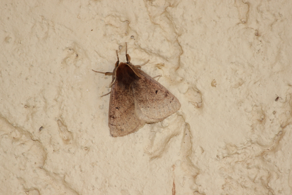 Anthela habroptila