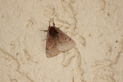 Anthela habroptila