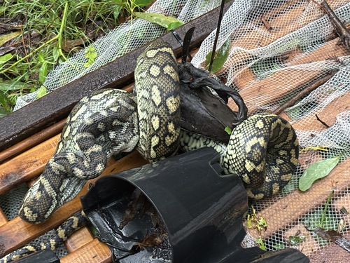 Coastal Carpet Python sighting