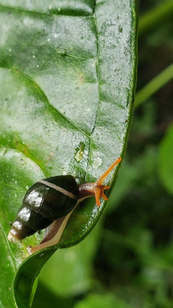 Zoniferella