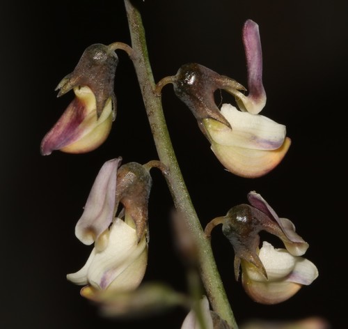 Image of Wiborgia fusca by (c) Brian du Preez, some rights reserved (CC BY-SA)