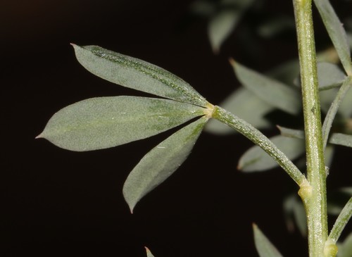 Image of Wiborgia fusca by (c) Brian du Preez, some rights reserved (CC BY-SA)