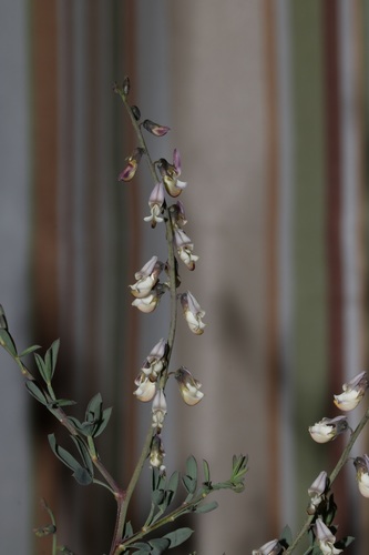 Image of Wiborgia fusca by (c) Brian du Preez, some rights reserved (CC BY-SA)