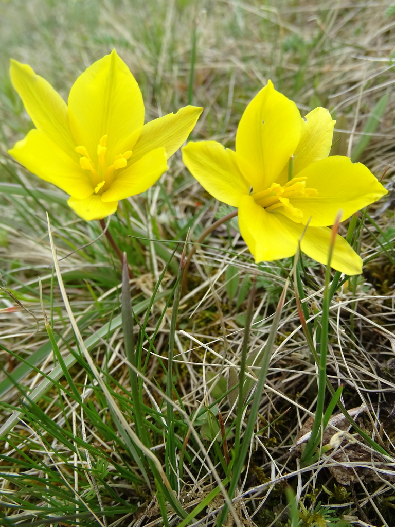 Tulipa subgen. Orithyia