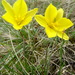 Tulipa uniflora - Photo (c) inessa_naturalist, algunos derechos reservados (CC BY-NC), uploaded by inessa_naturalist