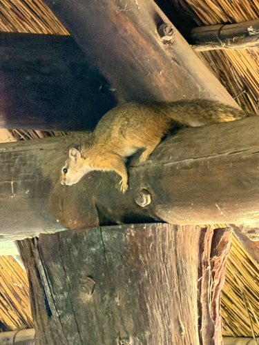 Smith's Bush Squirrel