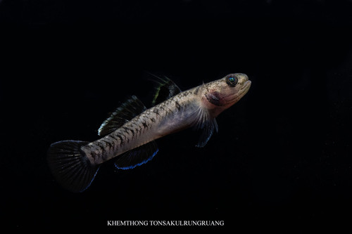 Mugilogobius chulae (Smith, 1932)