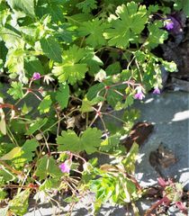 Geranium lucidum