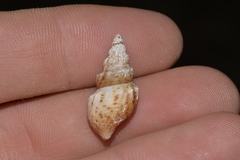 Plotiopsis balonnensis