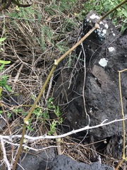 Alternanthera echinocephala