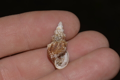 Plotiopsis balonnensis