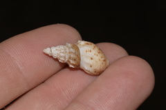 Plotiopsis balonnensis