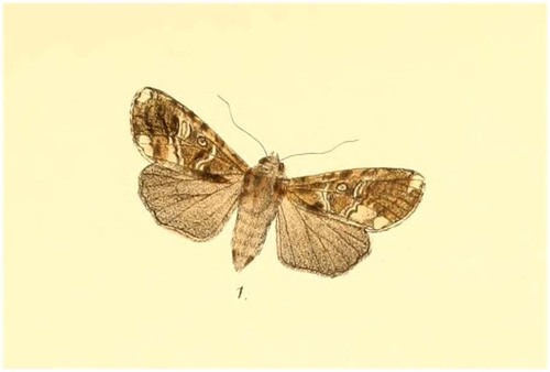 Apospasta pannosa
