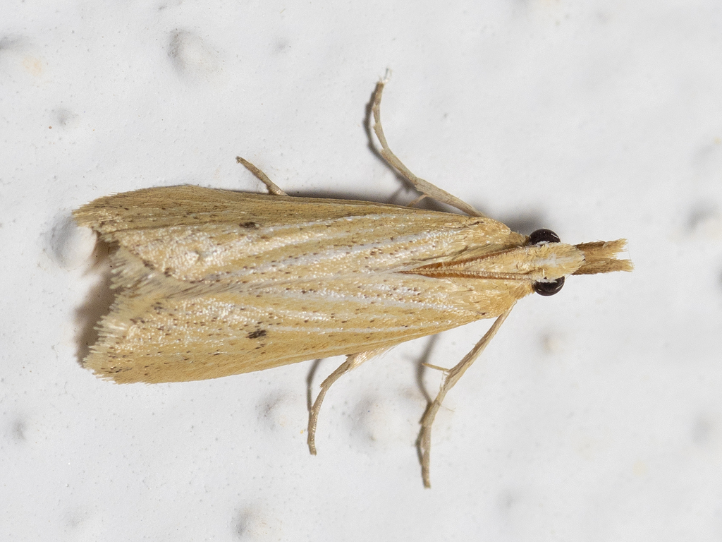 Coenochroa ablutella