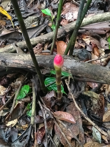 Costus erythrothyrsus