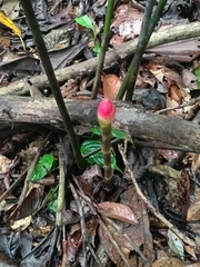 Costus erythrothyrsus