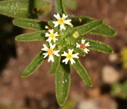 Image of Zaluzianskya parviflora by (c) Brian du Preez, some rights reserved (CC BY-SA)