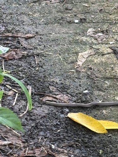 Bleek's Kukri Snake