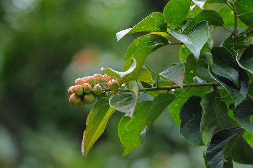 Croton tiglium observed 2025-11-30