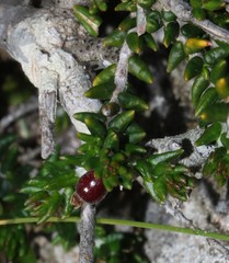 Phylica greyi
