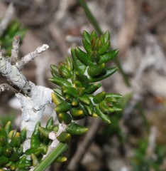 Phylica greyi