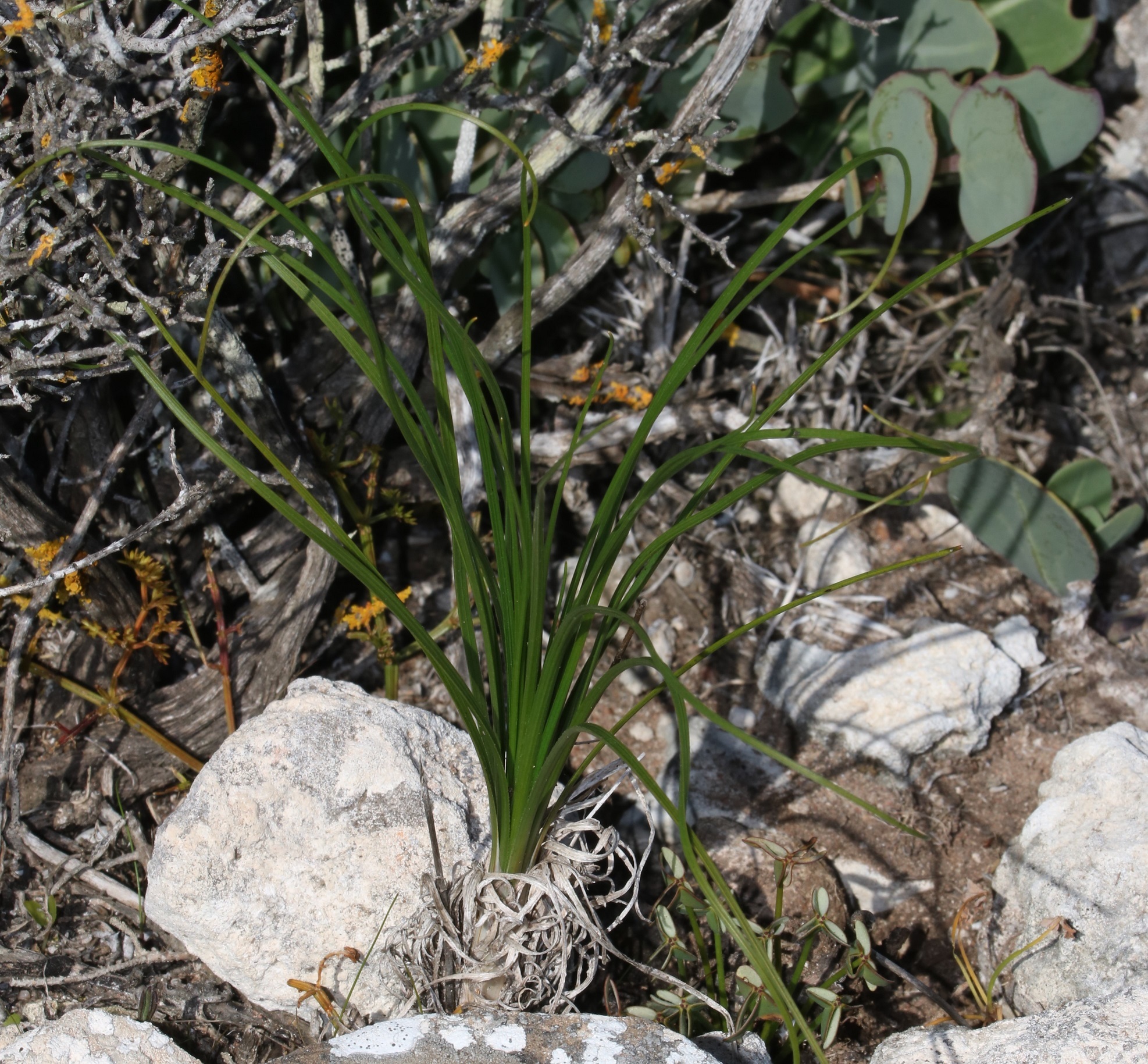 Jakobsbaai Catstail (Bulbinella calcicola)