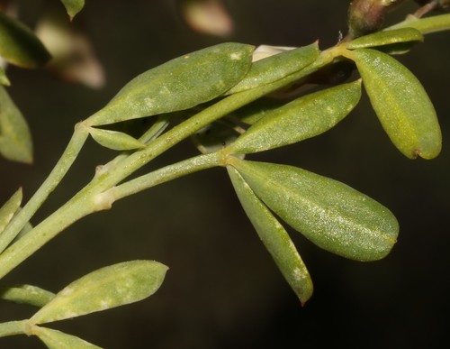 Image of Wiborgia fusca by (c) Brian du Preez, some rights reserved (CC BY-SA)