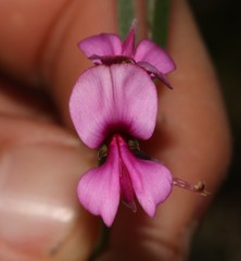 Indigofera sp-aff-platypoda