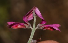 Indigofera sp-aff-platypoda