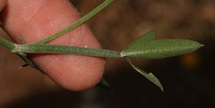 Indigofera sp-aff-platypoda