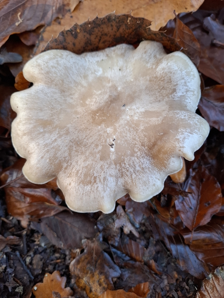 Clitocybe nebularis · November 2025 · photo: © caracalshan (iNaturalist, cc-by)
