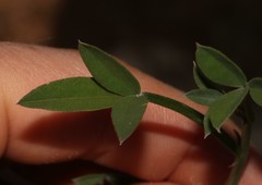 Indigofera sp-aff-platypoda