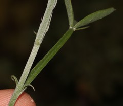 Indigofera sp-aff-platypoda