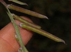 Indigofera sp-aff-platypoda