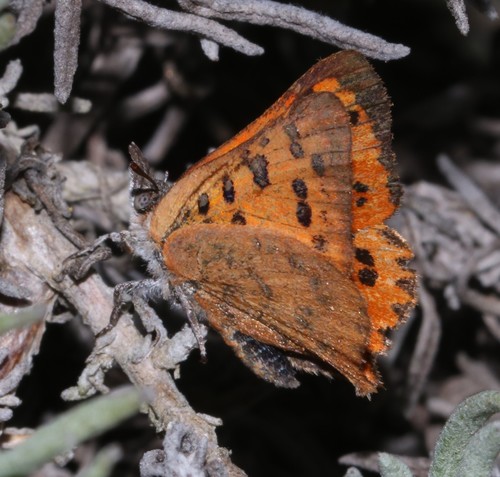 Burnished Opal photo 4