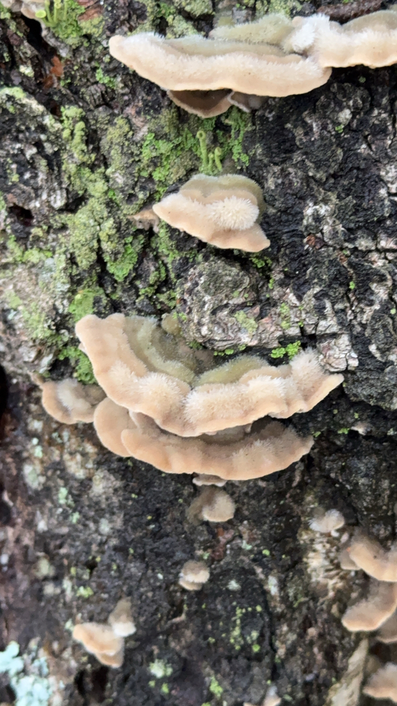 Cerrena unicolor · November 2025 · photo: © sudenkorentoko (iNaturalist, cc0)