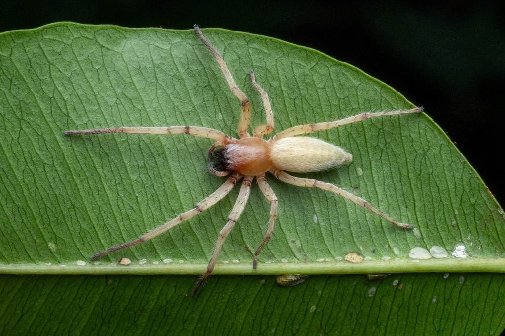 Xiruana gracilipes
