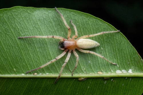 Xiruana gracilipes