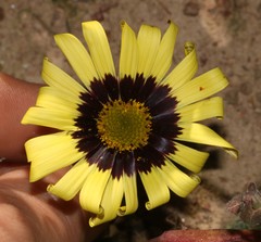 Osteospermum calcicola