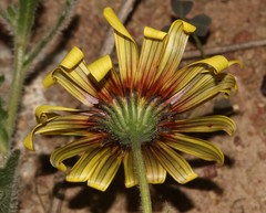 Osteospermum calcicola
