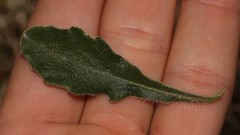 Osteospermum calcicola