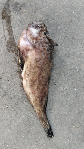 Spotted velvetfish (Erisphex pottii) — Aploactinidae — 4