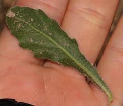 Osteospermum calcicola