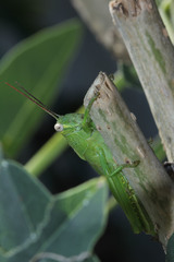 Acrididae