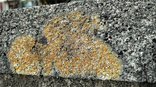 Gelbgrüner Schönfleck