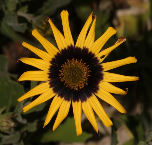 Limestone Boneseed (Osteospermum calcicola)