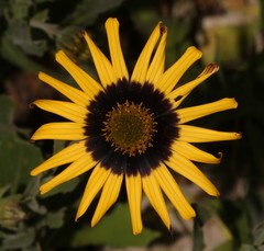 Osteospermum calcicola